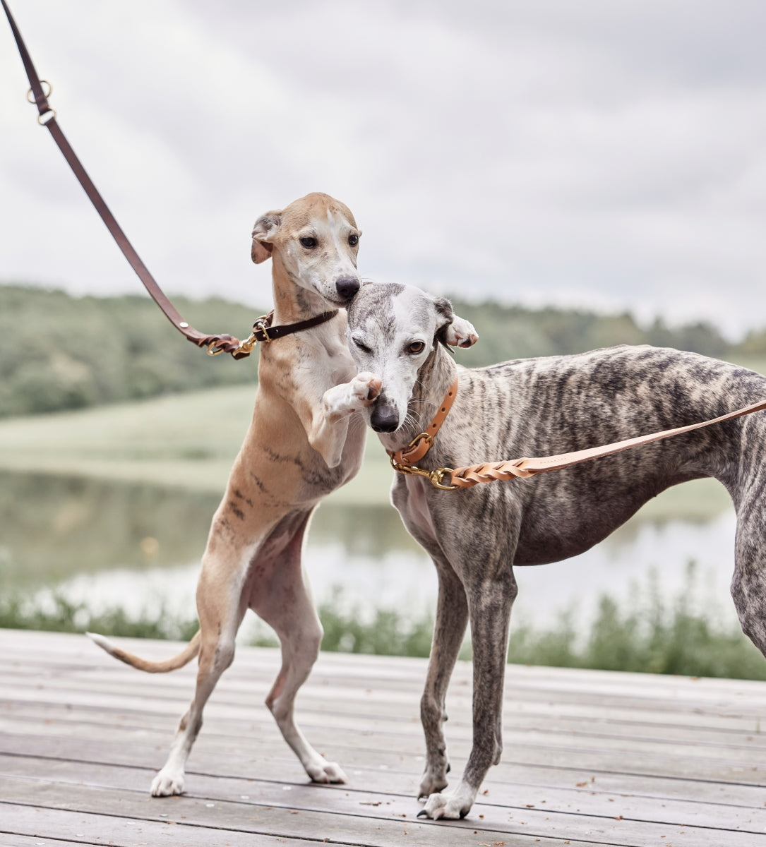 OYOY-robin-dog-collar-l-natural