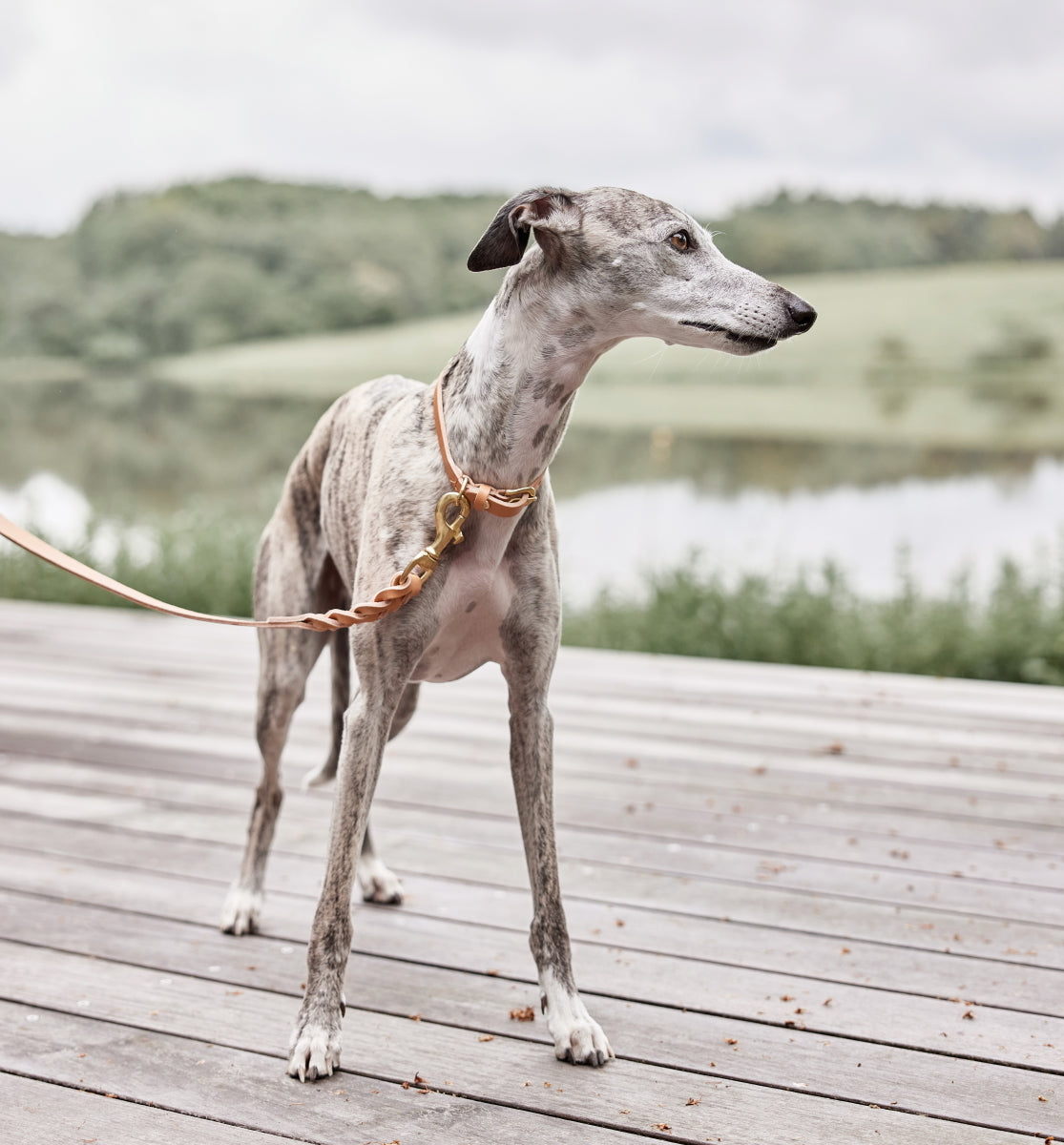 OYOY-robin-dog-collar-xl-natural