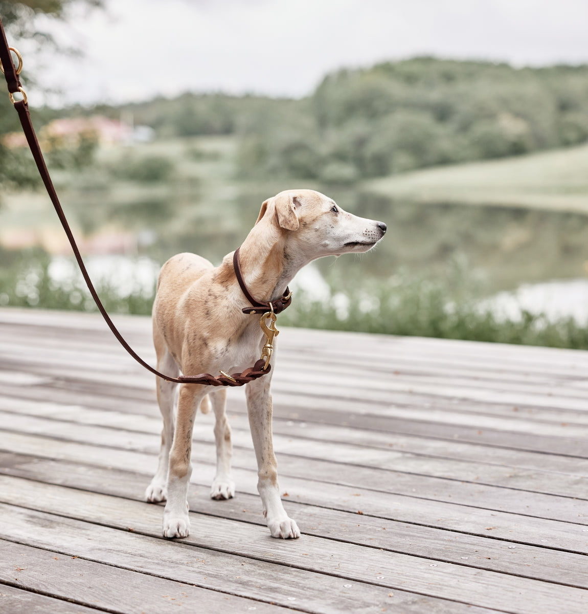 OYOY-robin-dog-leash-m-l-choko