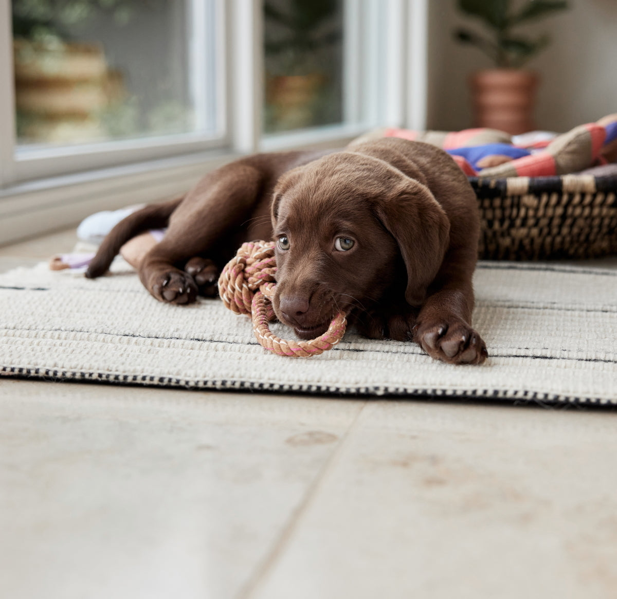 OYOY Otto Rope Dog Toy