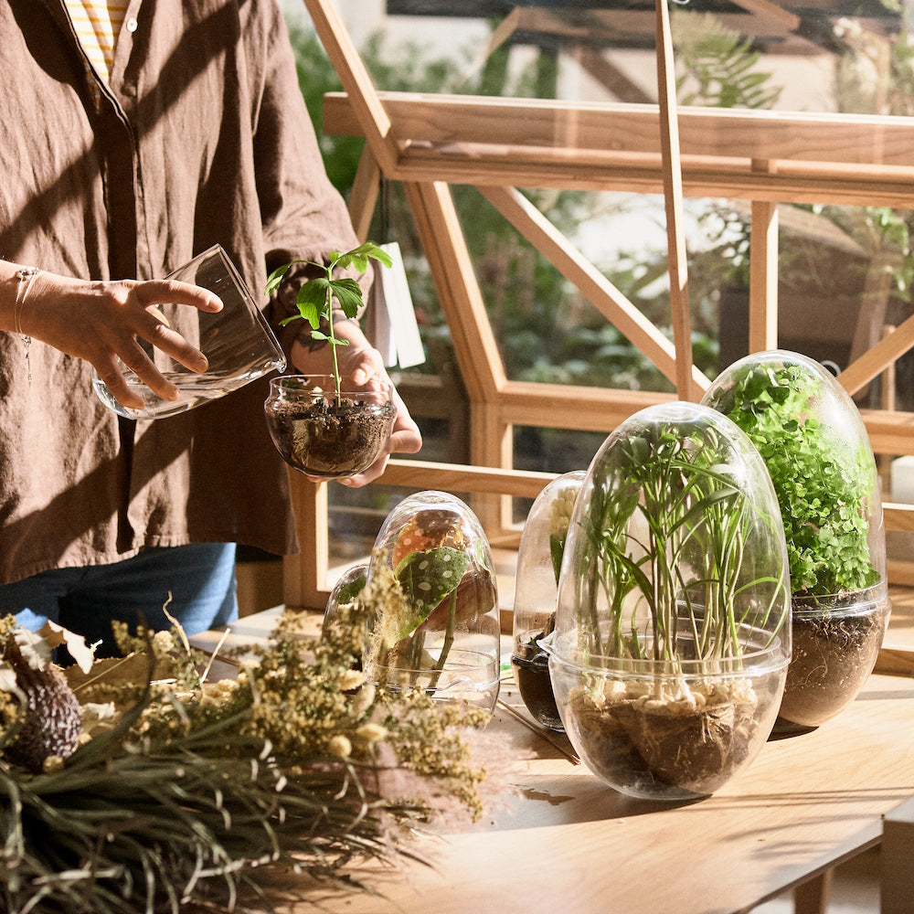 Design House Stockholm Grow Greenhouse Large Clear Glass – Nordic
